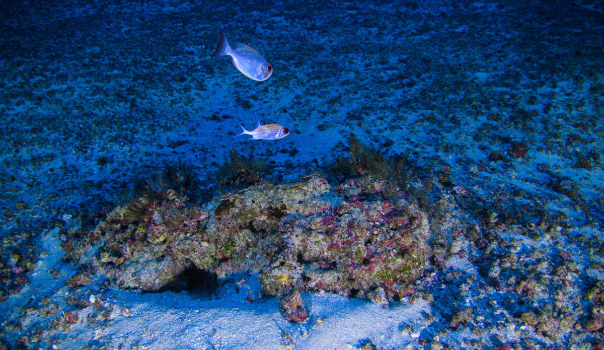 Photo: <a href=\"https://www.greenpeace.org/usa/\"> Greenpeace</a>