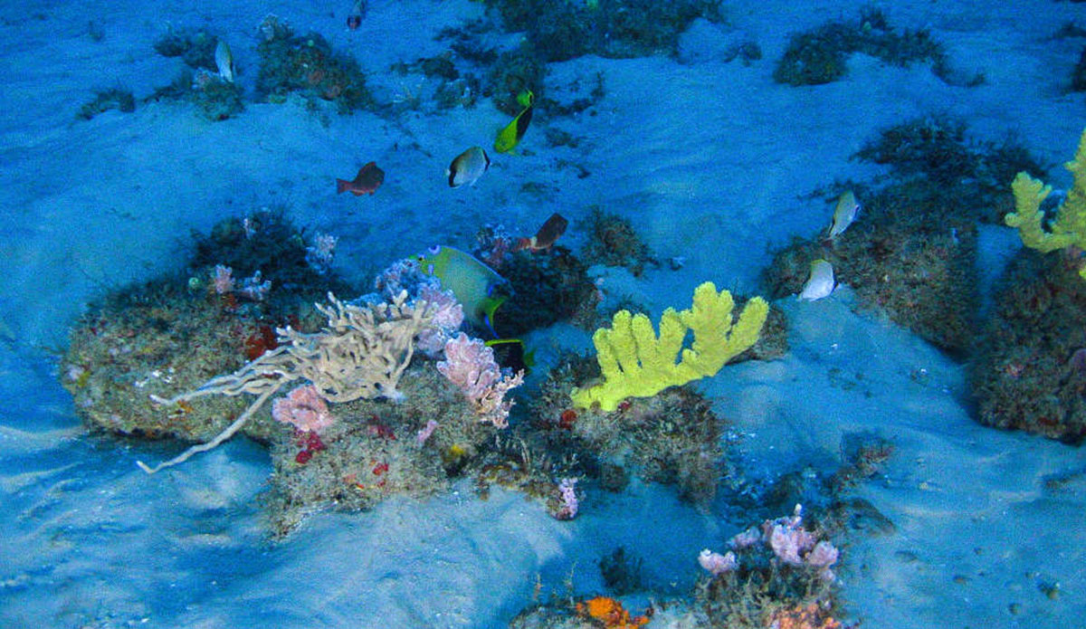 Photo: <a href=\"https://www.greenpeace.org/usa/\"> Greenpeace</a>