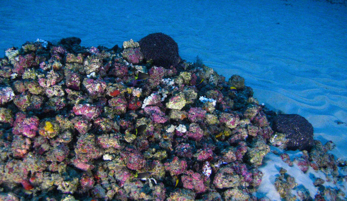 Photo: <a href=\"https://www.greenpeace.org/usa/\"> Greenpeace</a>