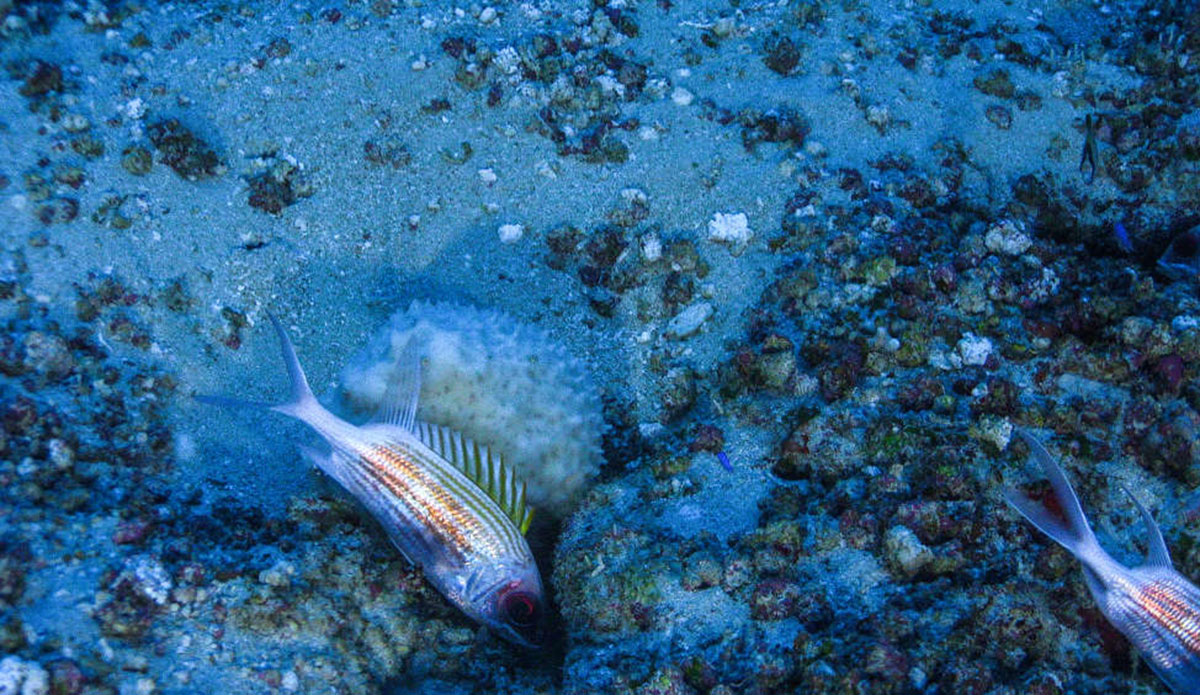 Photo: <a href=\"https://www.greenpeace.org/usa/\"> Greenpeace</a>