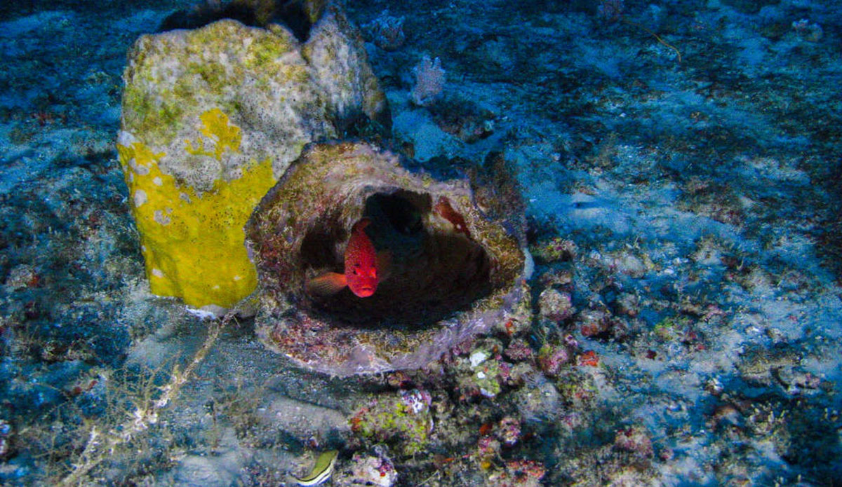 Photo: <a href=\"https://www.greenpeace.org/usa/\"> Greenpeace</a>