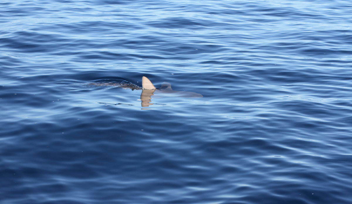 Photo: <a href=\"https://eschell.tumblr.com/\"> Evan Schell</a>