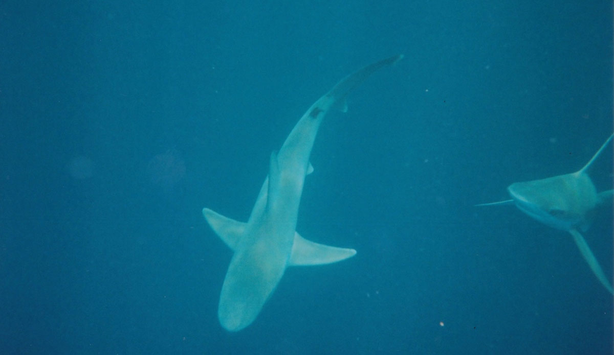 Photo: <a href=\"https://eschell.tumblr.com/\"> Evan Schell</a>