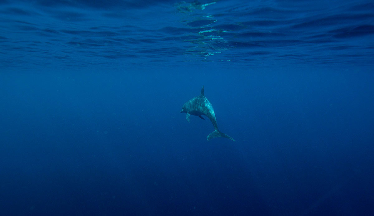 Photo: <a href=\"https://www.saltmotion.com/\"> Joel Coleman</a>