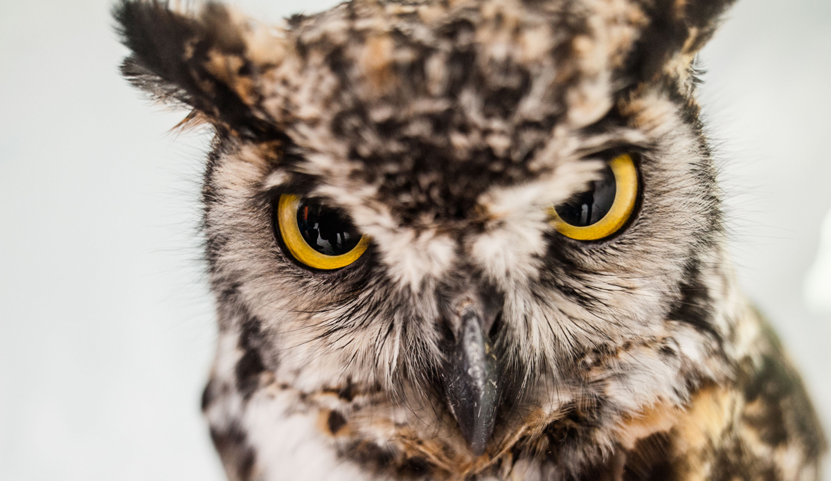 Spot the owl; Vancouver Island. Photo: <a href=\"https://instagram.com/reubenkrabbe\">Reuben Krabbe</a>