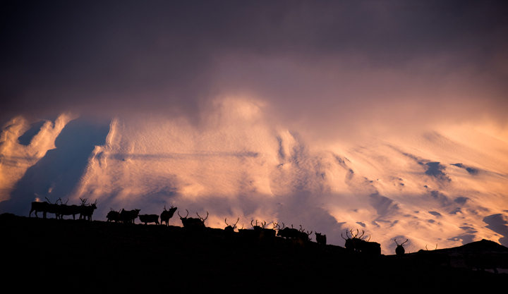 Reindeer; Mount Vsevidof, Umnak Island, Aleutian Islands, Alaska. Photo: <a href=\"https://instagram.com/reubenkrabbe\">Reuben Krabbe</a>