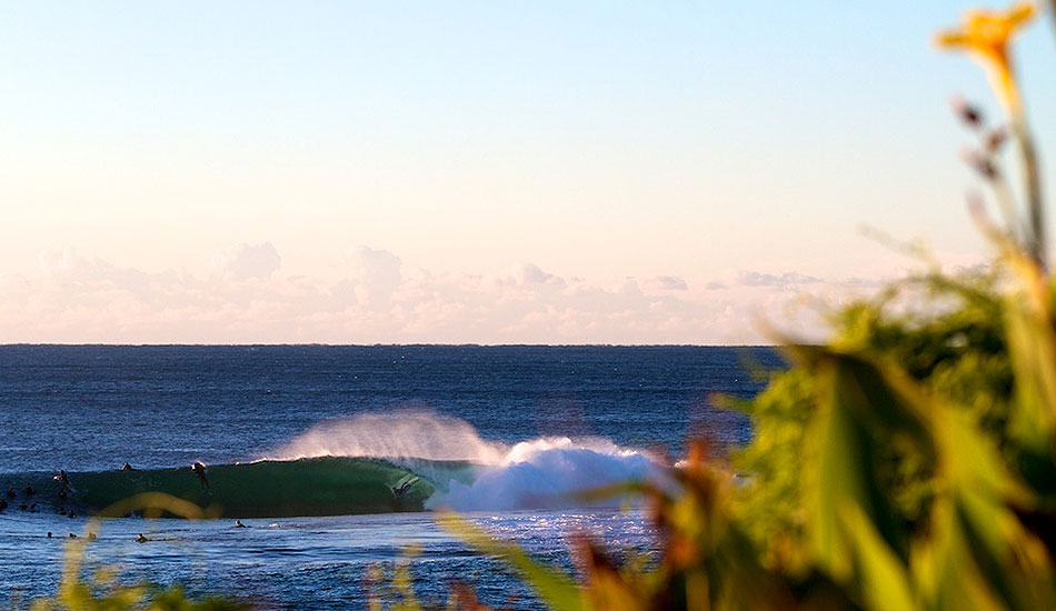 Floral scene at Shark Island. Photo: <a href= \"https://bayflare.com/\" target=_blank>Rhydian Thomas.</a>