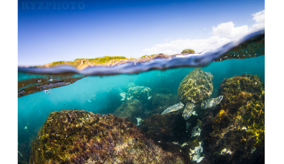 Sea grass stoner. Photo: <a href=\"https://www.ryzphoto.com\">Ryan Williams</a>