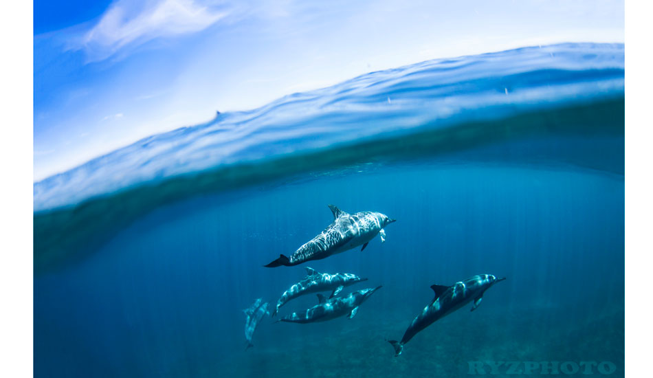 Spinner dolphins, Fiji. Photo: <a href=\"https://www.ryzphoto.com\">Ryan Williams</a>