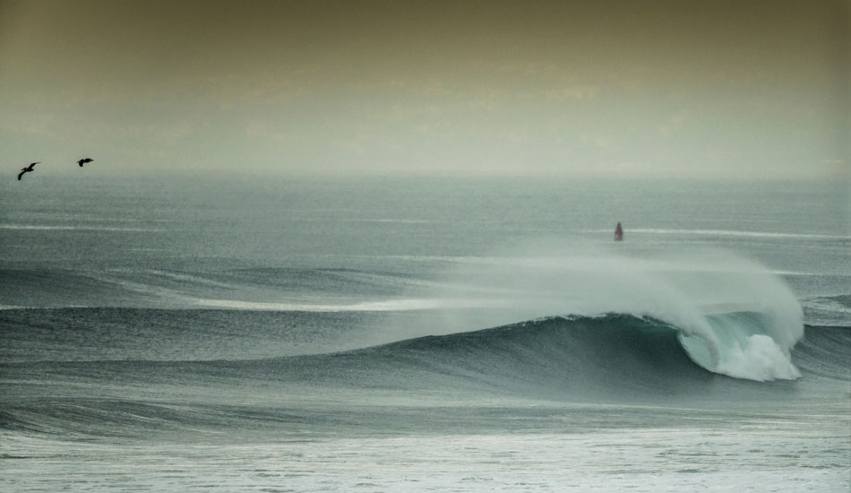 Not small. Photo: <a href=\"https://www.rickyjlesser.com/\" target=_blank>Ricky Lesser.</a>