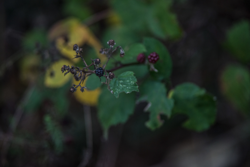 Some natural energy for that exhausting 24 hour surf trip. Photo: <a href=\"www.larsjacobsen.com\">Lars Jacobsen</a>