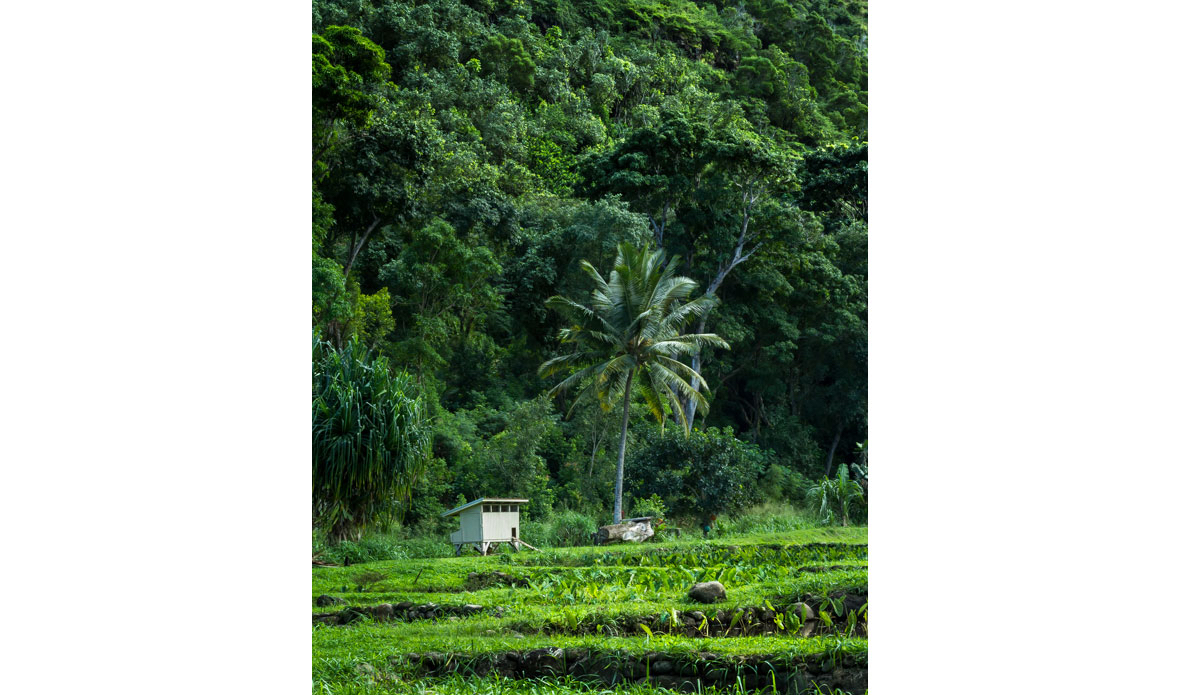 Today, local Kalo farmer Wili Wood and the community are restoring the ancient taro patches to as close to their original state using 100-year-old maps of the land. After 10 years of restoring Honokohau, Wili now has 3.5 acres of land with 33 taro patches on the property. <a href=\"https://www.rookemedia.com\">Tyler Rooke</a>