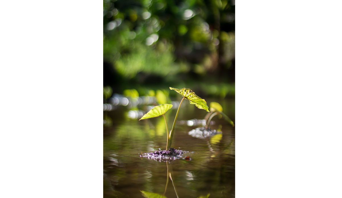 The taro plant is not only a dietary staple in Hawai’I, but the center of Hawaiian agriculture. So important was taro for survival and prosperity that it was considered an elder sibling to the Hawaiian people. <a href=\"https://www.rookemedia.com\">Tyler Rooke</a>