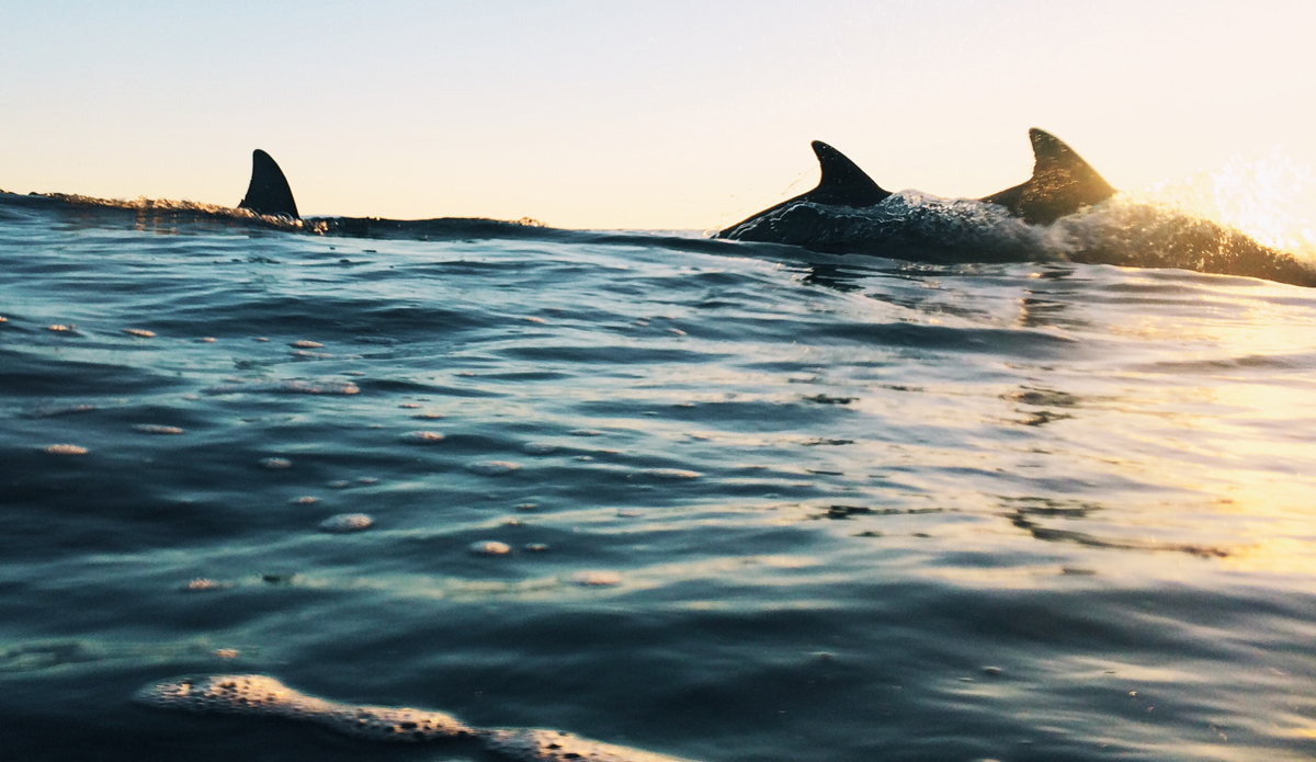 About an hour after this shot someone was hit by a dolphin and broke their hip. Photo: <a href=\"https://www.instagram.com/ryanpernofski\">@RyanPernofski</a>