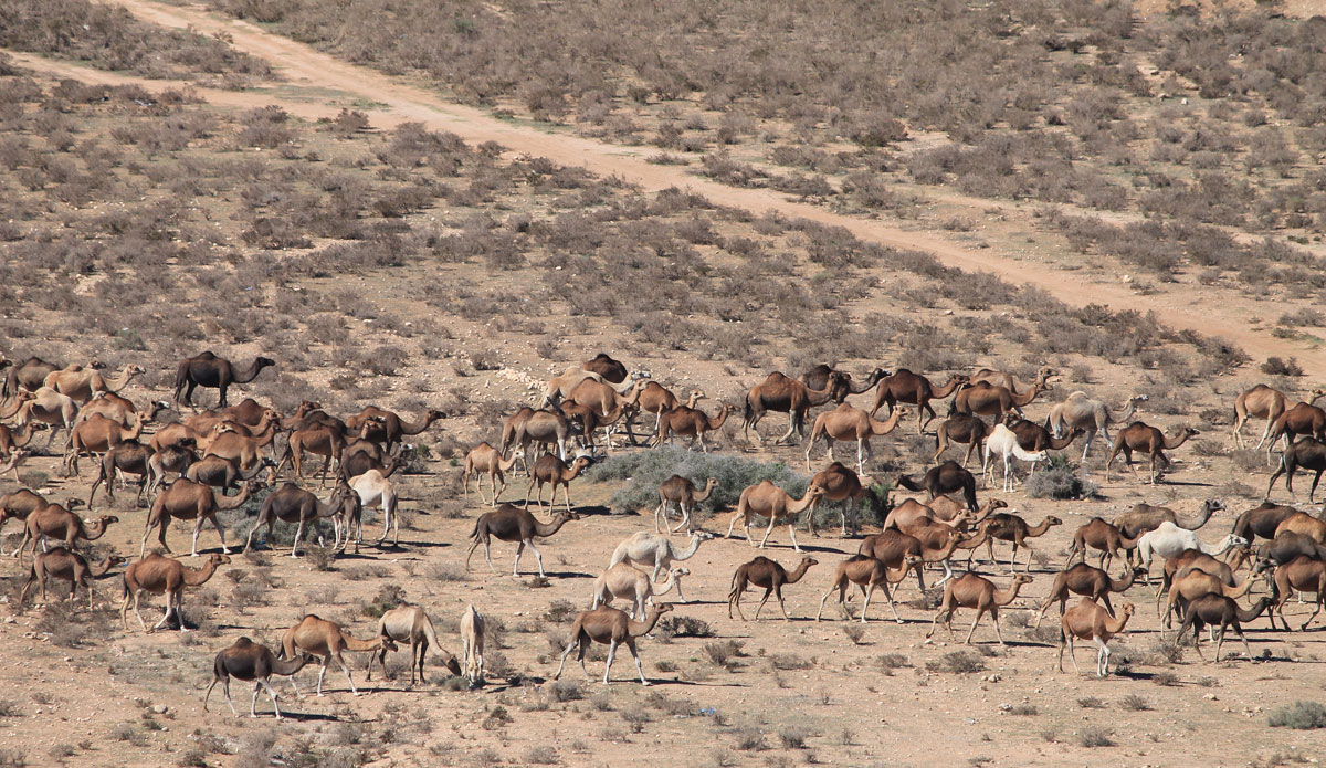 A herd of camels walking through my backyard in Morocco  Photo: <a href=\"https://www.ryanwattersphoto.com/\">Ryan Watters</a>