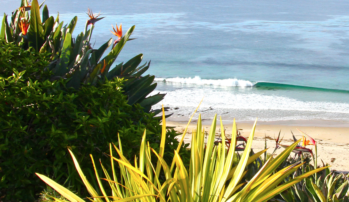 Birds of paradise. Photo: <a href=\"https://www.facebook.com/pages/Jared-Sislin-Photography/258114520882025\">Jared Sislin</a>