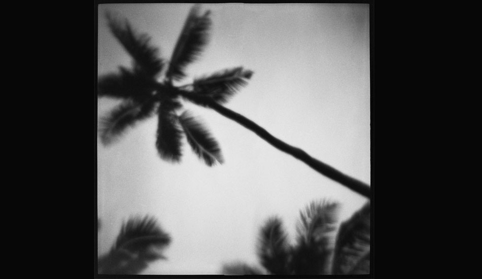 Palms. Photo: <a href=\"https://www.danielgrantphotography.com/\">Daniel Grant</a>
