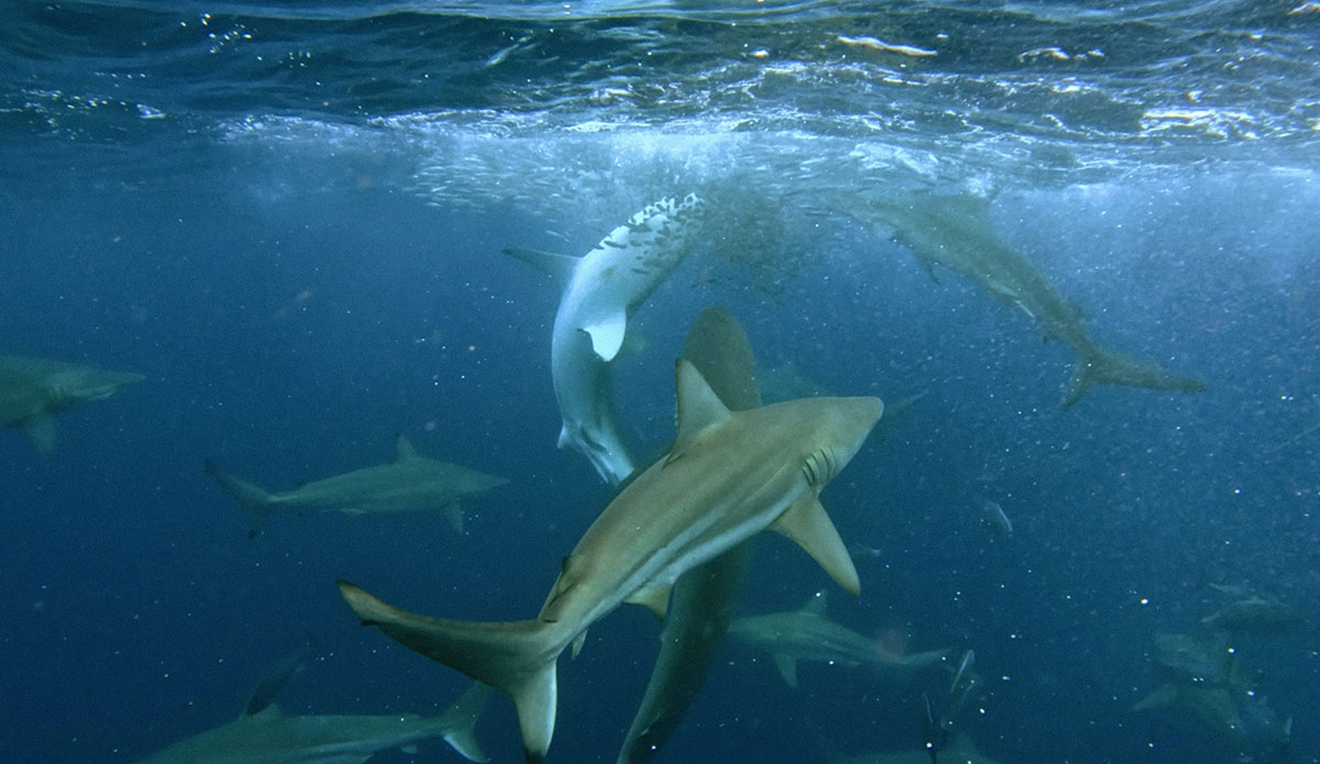 Photo: <a href=\"https://www.nownow.media\">Now Now Media</a>