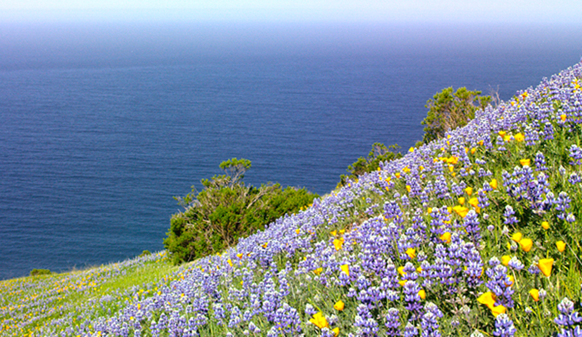  Photo: <a href=\"https://lowtiderising.com/\" target=\"_blank\">Branden Aroyan/lowtiderising.com</a>