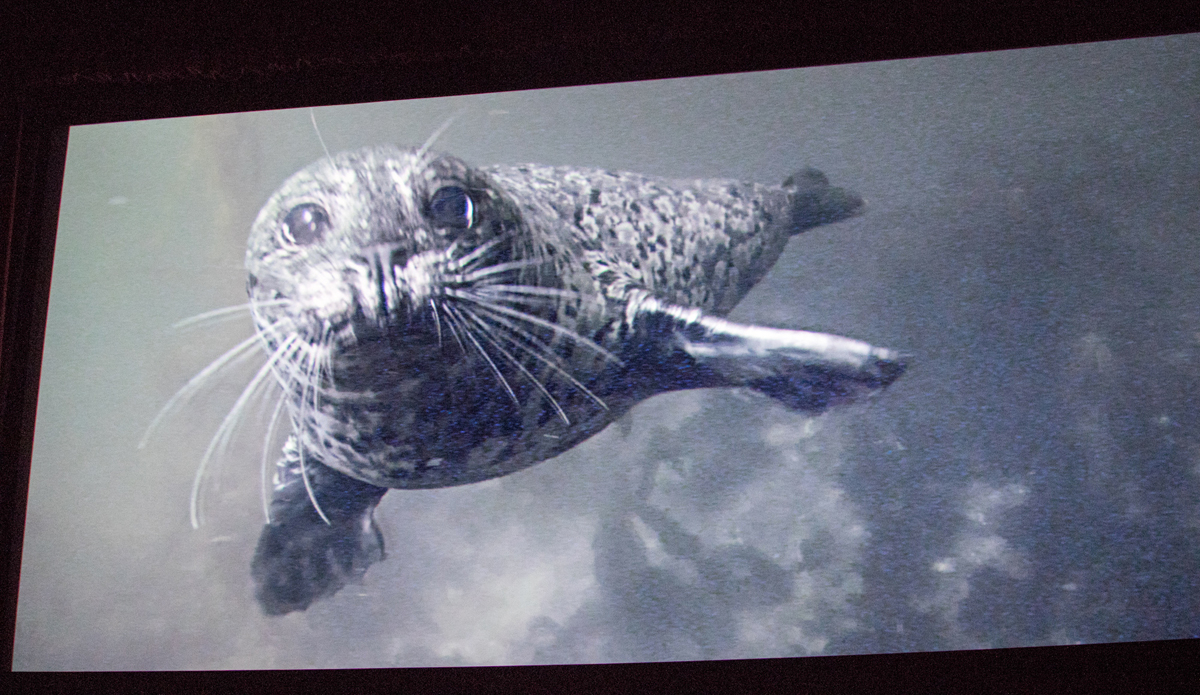  Photo: <a href=\"https://lowtiderising.com/\" target=\"_blank\">Branden Aroyan/lowtiderising.com</a>