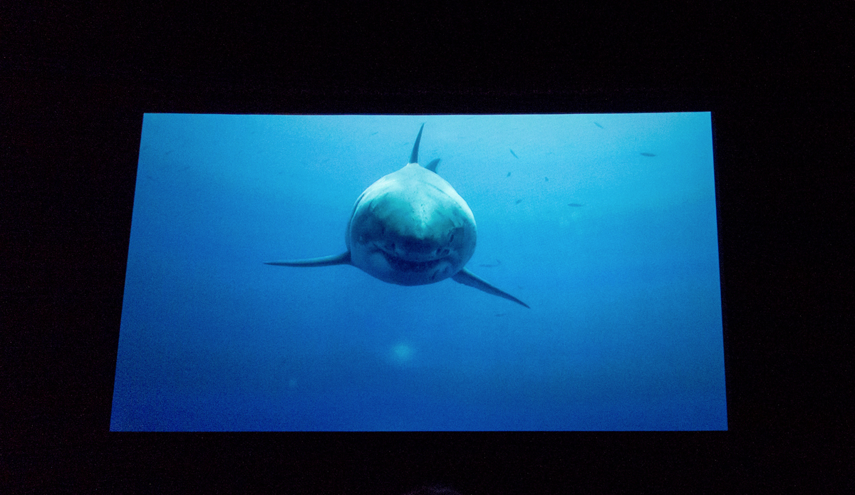  Photo: <a href=\"https://lowtiderising.com/\" target=\"_blank\">Branden Aroyan/lowtiderising.com</a>