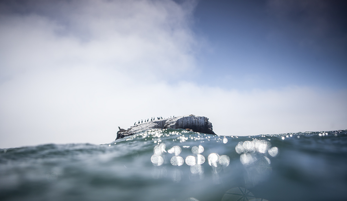 When positioned securely in the lineup and waiting for your set, one might glean a bit of hardcore Northern Californian inspiration from the resident sea lion who patrols the island off the point. Photo: Sean Ruttkay
