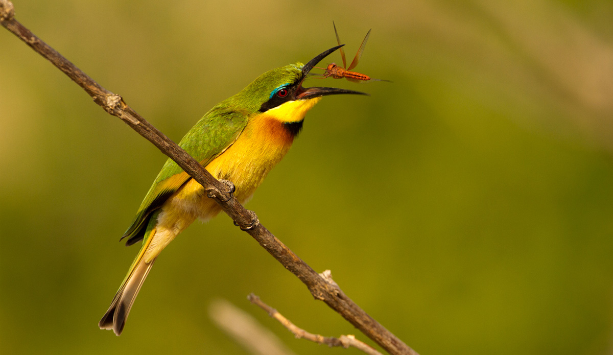 Shooting nature photography is probably my second favorite thing to shoot after board sports. This shot came during a lunch break while on Safari in Tanzania. One thing I have learned is never put your camera down. This happened in a split second, and I could not believe my luck. As the saying goes, \"Sometimes it\'s better to be lucky than good.\" Photo: <a href=\"https://sethderoulet.com/\">Seth de Roulet</a>
