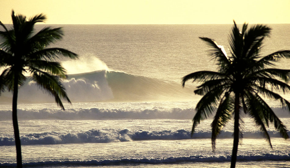 Palm trees with golden wave, Cocos Keeling Islands. Photo: <a href=\"https://seandavey.com//\" target=_blank>Sean Davey</a>