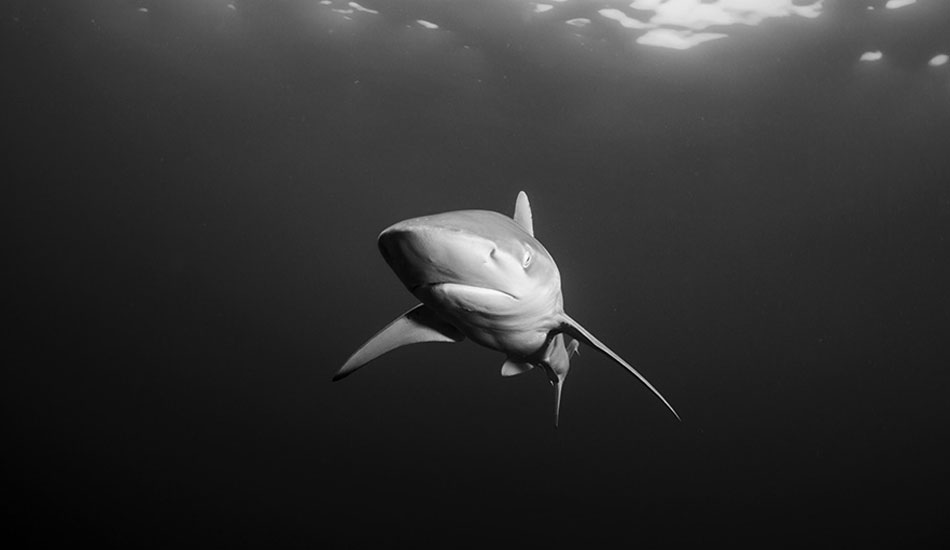 Photo:<a href=\"https://www.oceansdownunder.com\"> Marco Fraschetti</a>