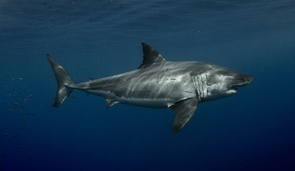 Photo:<a href=\"https://www.oceansdownunder.com\"> Marco Fraschetti</a>