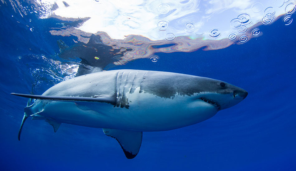 Photo:<a href=\"https://www.oceansdownunder.com\"> Marco Fraschetti</a>