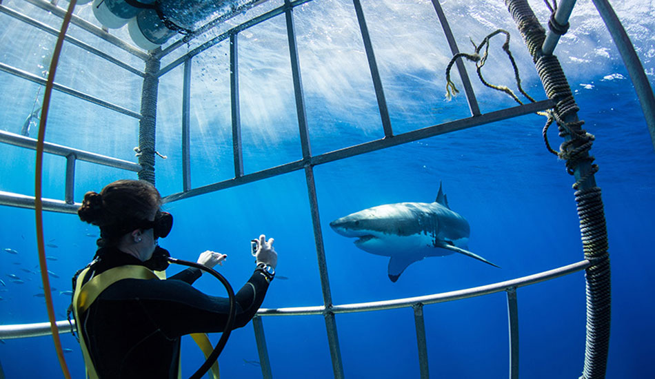 Photo:<a href=\"https://www.oceansdownunder.com\"> Marco Fraschetti</a>