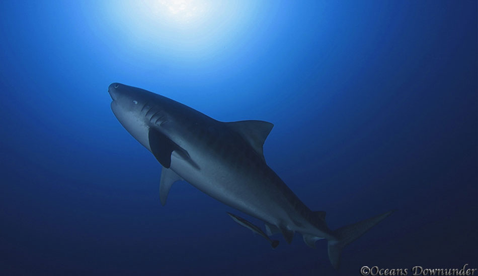 Photo:<a href=\"https://www.oceansdownunder.com\"> Marco Fraschetti</a>