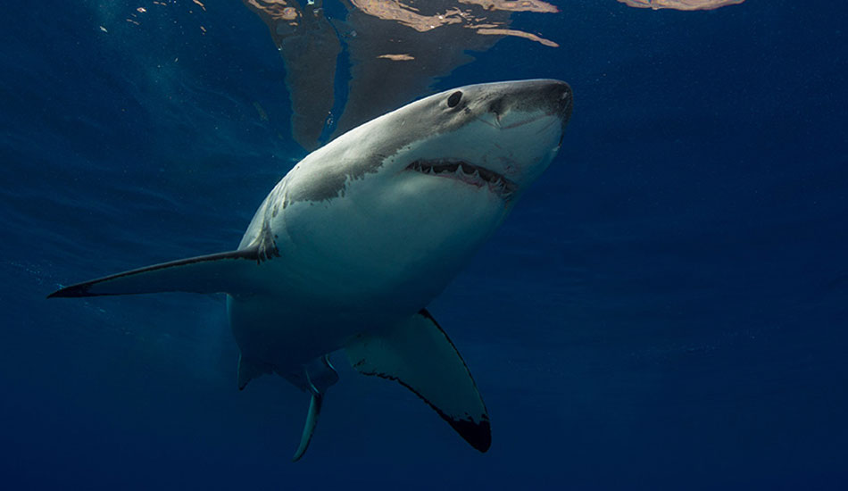 Photo:<a href=\"https://www.oceansdownunder.com\"> Marco Fraschetti</a>