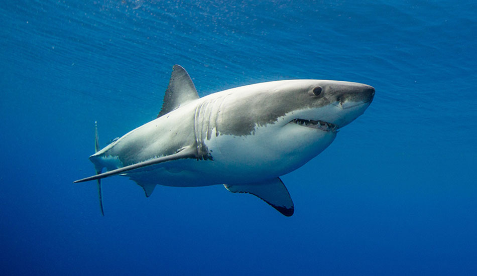 Photo:<a href=\"https://www.oceansdownunder.com\"> Marco Fraschetti</a>