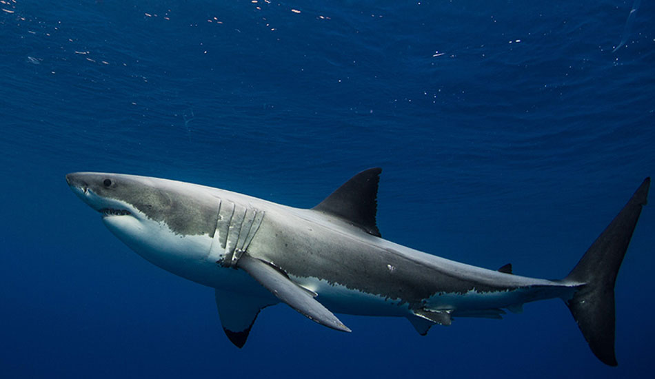 Photo:<a href=\"https://www.oceansdownunder.com\"> Marco Fraschetti</a>