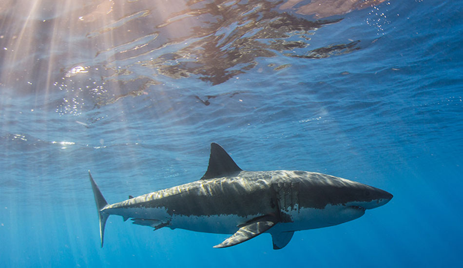 Photo:<a href=\"https://www.oceansdownunder.com\"> Marco Fraschetti</a>