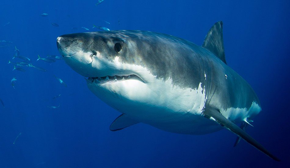 Photo:<a href=\"https://www.oceansdownunder.com\"> Marco Fraschetti</a>