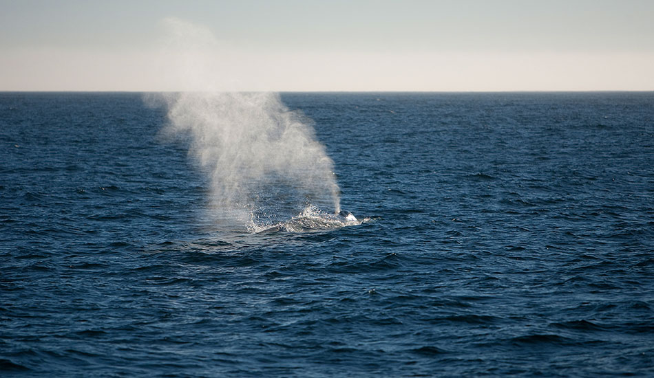 On our way home, a whale surfaced, leaving its footprint behind when it disappeared. Photo: <a href=\"http://instagram.com/migdailphoto\"> Seth Migdail</a>