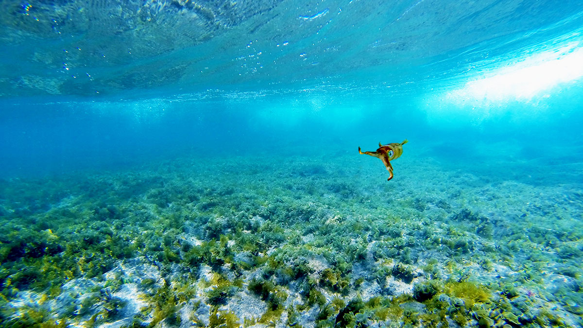 There are a lot of interesting creatures right under our boards, I decided to keep it small and cute here. Photo: <a href=\"https://instagram.com/youngxsalt\"> Tondo</a>