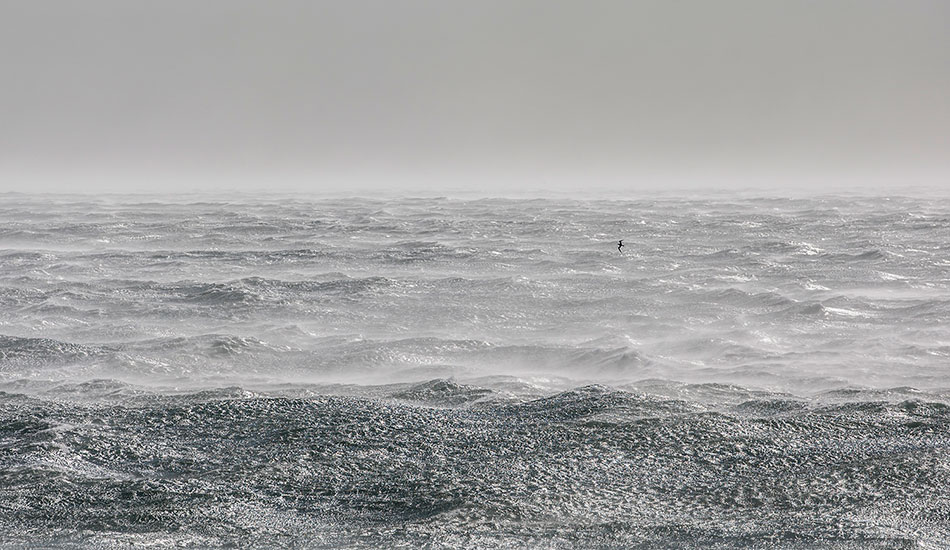 110km winds, the sea and a battling bird. Photo: <a href=\"https://www.16images.com.au\">Steen Barnes</a>