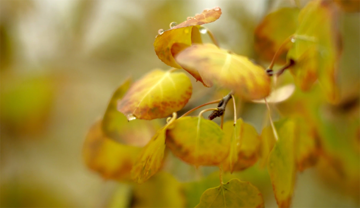 Photo: <a href=\"https://vimeo.com/117633751\">MSP Films</a>