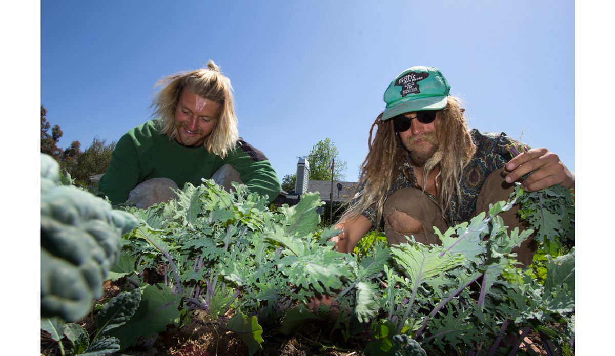 Wiley (left) and Chris, harvesting red Russian kale. Photo: <a href=\"https://instagram.com/peatheadq\">Michael Kew</a>