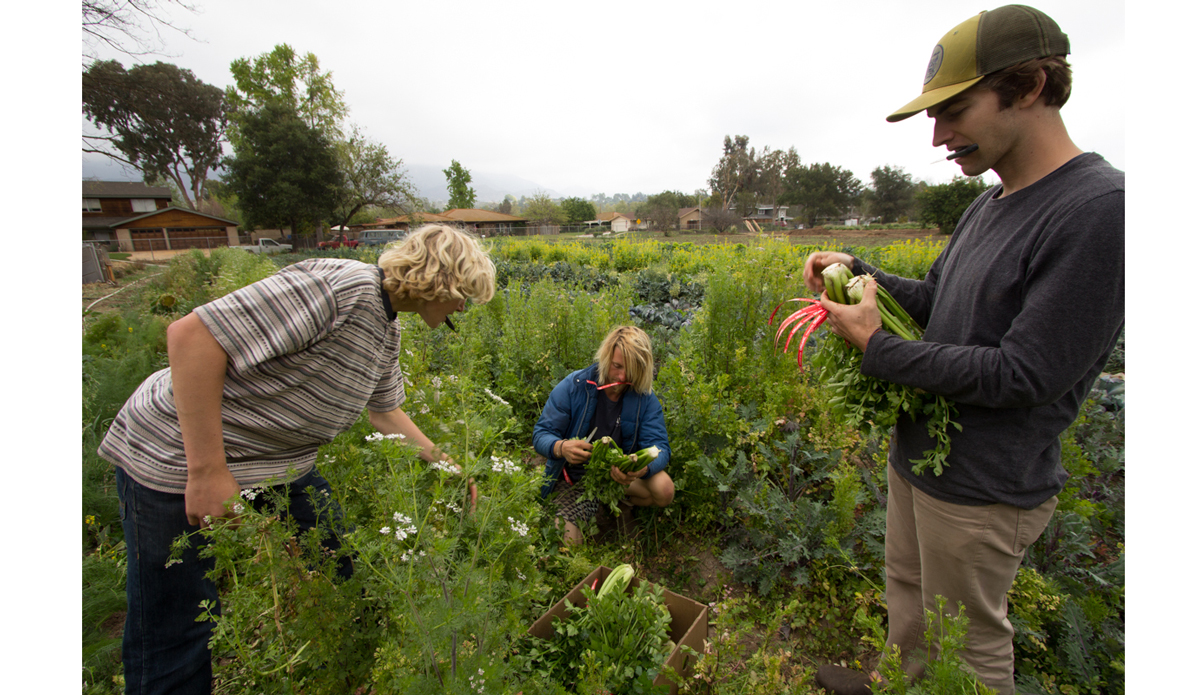 Picking celery. Photo: <a href=\"https://instagram.com/peatheadq\">Michael Kew</a>