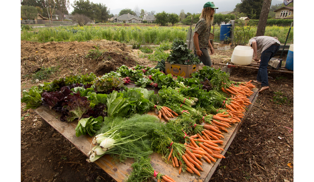 Typical morning harvest. Photo: <a href=\"https://instagram.com/peatheadq\">Michael Kew</a>