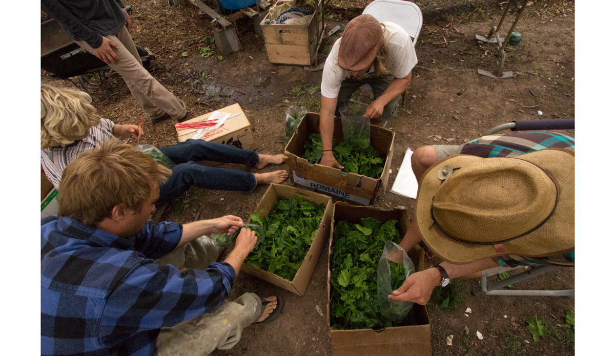 Volunteer harvesters packing spinach. Photo: <a href=\"https://instagram.com/peatheadq\">Michael Kew</a>