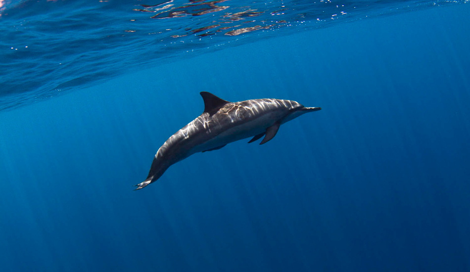 Hawaiian dolphin. Photo: <a href=\"https://www.stugibson.net\">Stuart Gibson</a>