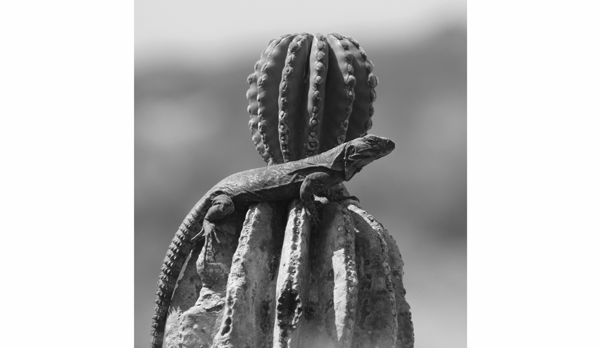 Photo: <a href=\"https://www.flickr.com/photos/tannerrumsey\">Tanner Rumsey</a>