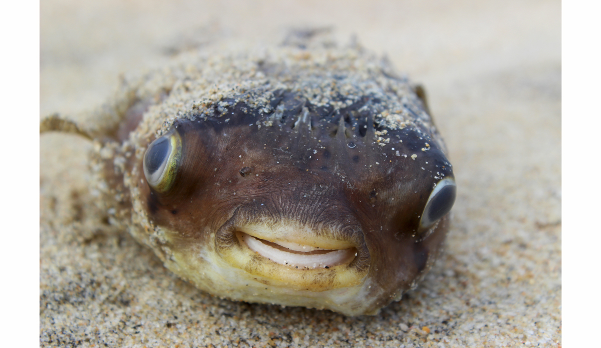 Photo: <a href=\"https://www.flickr.com/photos/tannerrumsey\">Tanner Rumsey</a>