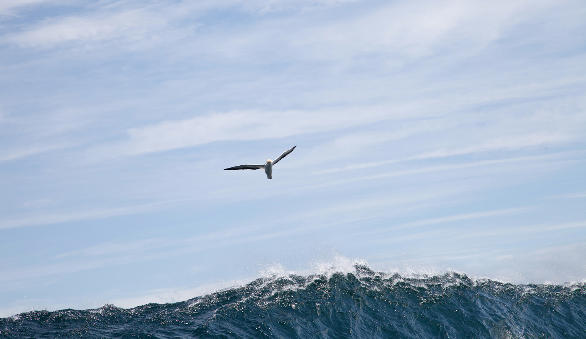 An albatross riding the updraft as a Southern Ocean swell reaches its zenith.  Photo: <a href=\"https://extractcontent.tumblr.com\">Alasdair Shurman</a>